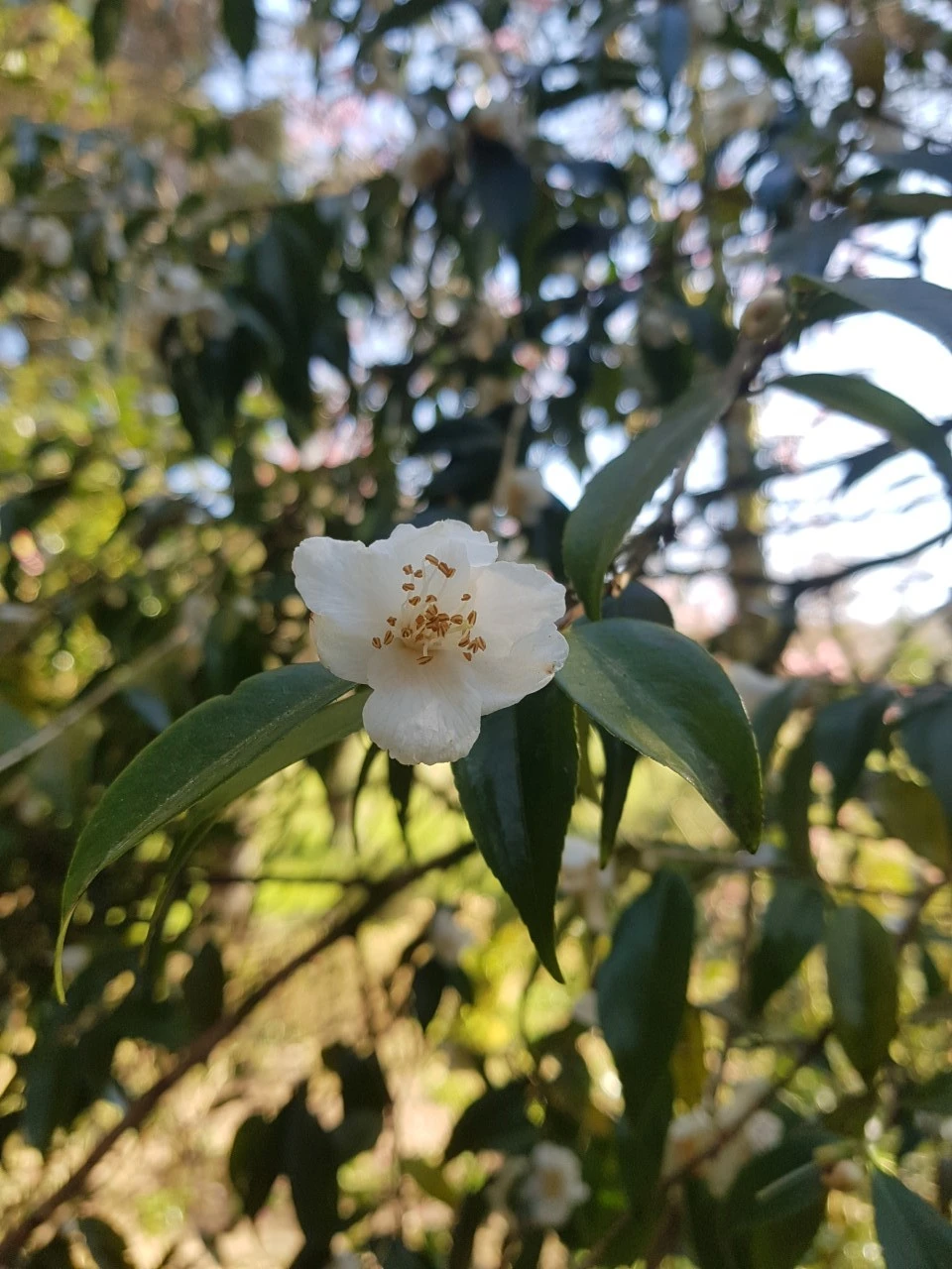 C. cuspidata 